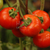 Tomate Heinz - tienda online