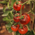Tomate Indigo Blue Apple - LA HUERTA ORGÁNICA SEMILLAS