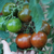 Tomate Kumato Mediano - comprar online