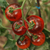 Tomate Indigo Blue Apple - tienda online