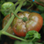 Imagen de Tomate Cherokee Purple