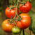 Tomate Cascada de Lava