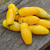 Tomate Banana Legs en internet