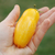 Tomate Banana Legs - comprar online