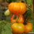 Imagen de Tomate Beauty King