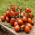 Tomate Black Plum en internet