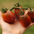 Tomate Black Plum - LA HUERTA ORGÁNICA SEMILLAS