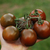 Tomate Kumato Mediano - LA HUERTA ORGÁNICA SEMILLAS