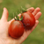 Tomate Black Plum