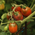 Tomate Black Plum - comprar online