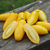 Tomate Banana Legs - comprar online