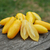 Tomate Banana Legs en internet