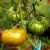 Tomate Ananas Zebra Verte en internet