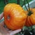 Tomate Big Rainbow - tienda online