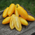 Tomate Banana Legs - tienda online