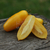 Tomate Banana Legs - comprar online