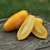 Tomate Banana Legs en internet