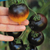 Tomate Belle Coeur en internet