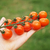 Cherry Cereza Naranja - tienda online