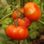 Tomate Marmande - LA HUERTA ORGÁNICA SEMILLAS