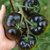 Tomate Black Beauty - comprar online