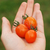 Cherry Cereza Naranja - comprar online