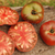 Tomate Cherokee Purple - comprar online