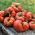 Tomate Tasmanian Chocolate - tienda online