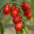 Cherry Lágrima Roja