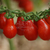 Cherry Lágrima Roja - comprar online