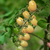 Cherry Perita Blanco