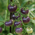 Cherry Indigo Rose - tienda online