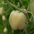 Morrón Blanco Albino - comprar online