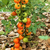 Tomate Naranja en Racimo en internet