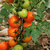 Tomate Naranja en Racimo - LA HUERTA ORGÁNICA SEMILLAS