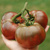 Imagen de Tomate Carbón
