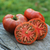 Tomate Tasmanian Chocolate - LA HUERTA ORGÁNICA SEMILLAS