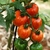 Tomate Red Zebra - LA HUERTA ORGÁNICA SEMILLAS
