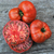Tomate Tasmanian Chocolate