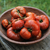 Tomate Tasmanian Chocolate en internet