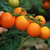 Tomate Naranja en Racimo - comprar online