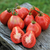 Tomate Ivan Kupala en internet