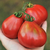 Tomate Ivan Kupala en internet