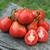 Tomate Ivan Kupala - LA HUERTA ORGÁNICA SEMILLAS