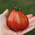 Imagen de Tomate Ivan Kupala