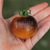 Tomate Belle Coeur - tienda online