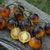 Imagen de Tomate Belle Coeur
