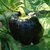 Morrón Negro Hungaro Dulce