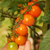Cherry Cereza Naranja en internet