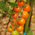 Cherry Cereza Naranja - LA HUERTA ORGÁNICA SEMILLAS